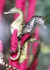 趣話雄性動物的“父愛” 趣話雄性動物的“父愛”