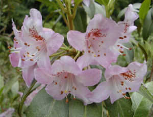 亮鱗杜鵑 亮鱗杜鵑