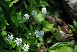 白花碎米薺 白花碎米薺