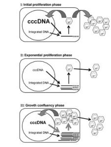 cccDNA