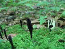 雲南毛舌菌 雲南毛舌菌