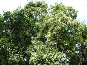 老鴉煙筒花 老鴉煙筒花