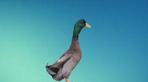 雲南麻鴨 雲南麻鴨