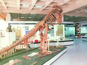 北京大學地質博物館 北京大學地質博物館