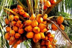 文椰2號 文椰2號