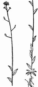 狹果葶藶 狹果葶藶