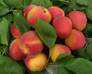 西邵紅杏 西邵紅杏