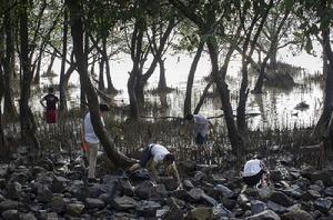 西灣紅樹林濕地公園 西灣紅樹林濕地公園