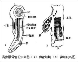 三角渦蟲原腎管的焰細胞和管細胞微細結構圖