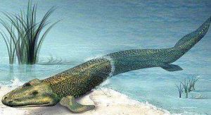 魚狀蠕蟲 魚狀蠕蟲