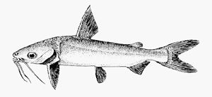 莫三比克海鯰 莫三比克海鯰