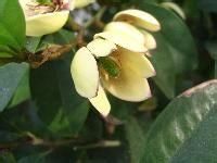 美毛含笑 美毛含笑