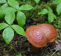 幽鶴的蘑菇
