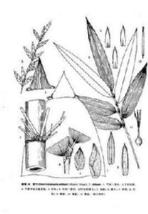 綠竹（原變型）