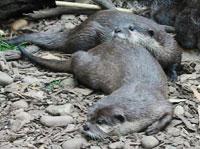 水獺亞科 水獺亞科