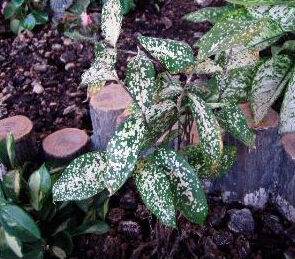 溝繁縷科 溝繁縷科