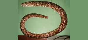 石紋尾鯙 石紋尾鯙