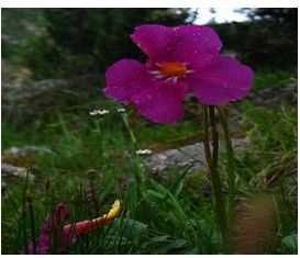 全緣角蒿 全緣角蒿