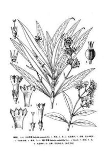 劍葉耳草 劍葉耳草