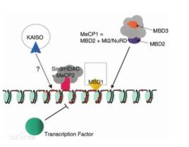 線粒體[斜型螺]