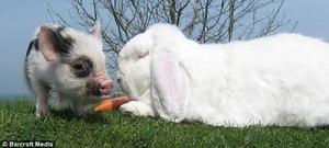 （圖）“是胡蘿蔔，我也想吃！”