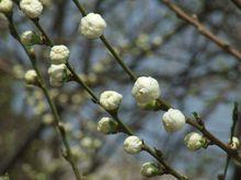 含苞待放[詞語]