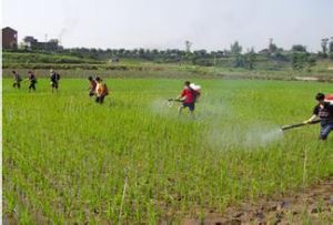 宜香4106 宜香4106