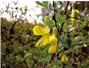 楔翼錦雞兒 楔翼錦雞兒