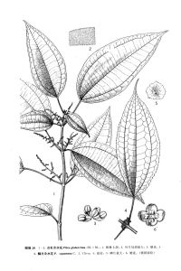 鱗片冷水花 鱗片冷水花