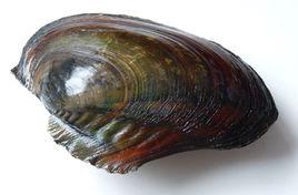 東平湖褶紋冠蚌 東平湖褶紋冠蚌