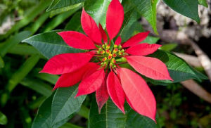 阿爾泰大戟 阿爾泰大戟