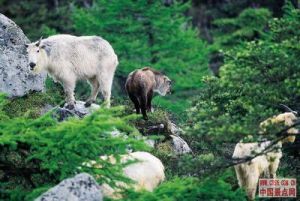 大風頂自然保護區(4)