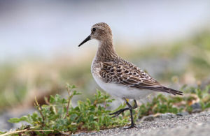 白腹濱鷸 白腹濱鷸