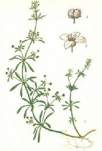 豬殃殃(茜草科) 豬殃殃(茜草科)