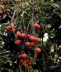 荔枝[水果類植物]