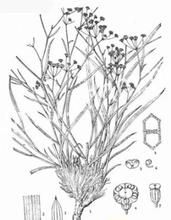 短莖柴胡 短莖柴胡