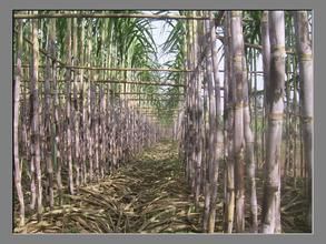 甜城18號 甜城18號