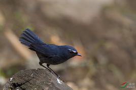 藍短翅鶇 藍短翅鶇