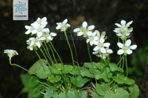 突隔梅花草 突隔梅花草