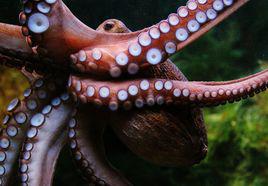 octopus[章魚英文名稱]