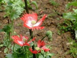 嬰粟亞科 嬰粟亞科