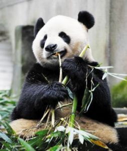 熊貓外交