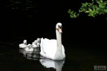 天鵝[鳥綱動物]