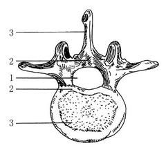 脊髓火器傷 脊髓火器傷