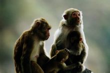 連雲港花果山圖集