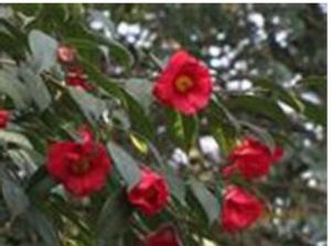 白花毛蕊紅山茶 白花毛蕊紅山茶