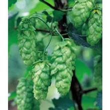 律草流夜蛾 律草流夜蛾