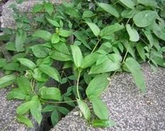 毛雞矢藤(變種) 毛雞矢藤(變種)