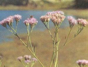 波葉風毛菊 波葉風毛菊