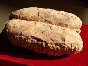 南陽恐龍蛋化石群自然保護區